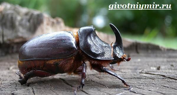 Образ жизни и среда обитания жука-носорога-5