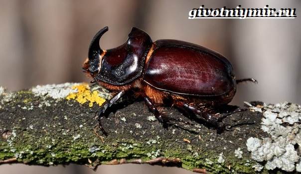 zhuk-nosorog-obraz-zhizni-i-sreda-obitaniya-zhuka-nosoroga-6.jpg