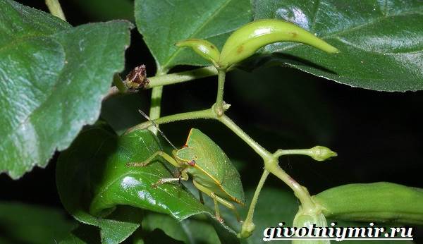 Вонючий жук-образ жизни и среда обитания-вонючий жук-4