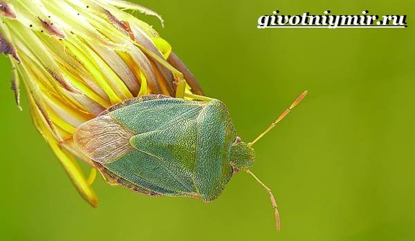 Вонючий жук-образ жизни-и-среда обитания-6