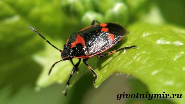 Вонючий жук-образ жизни и среда обитания-вонючий жук-7