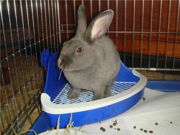 Туалетный лоток