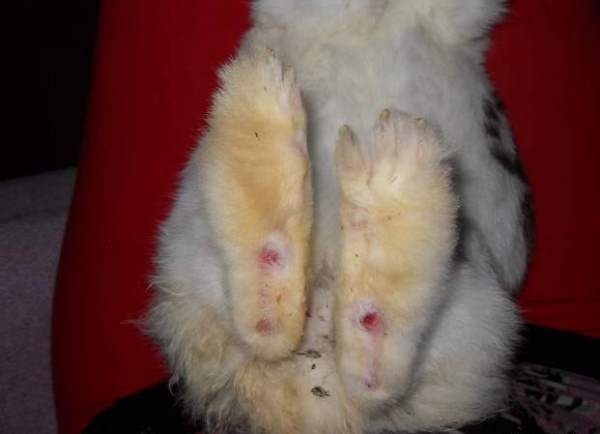 Пододерматит у кроликов
