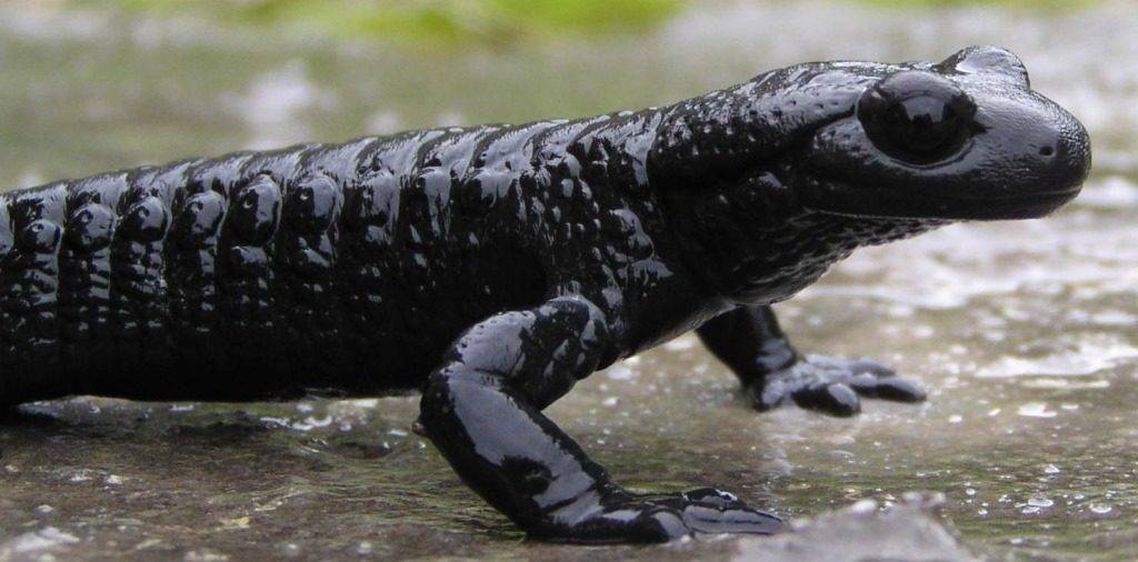 Альпийская саламандра Альпийская саламандра фото