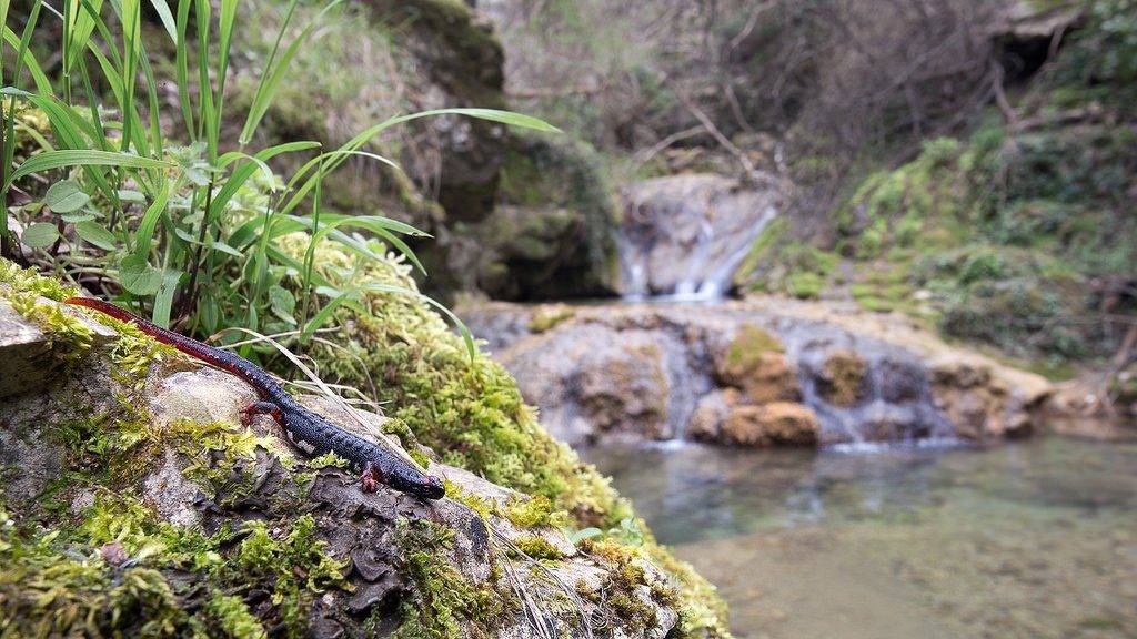 Среда обитания тритонов Среда обитания тритонов