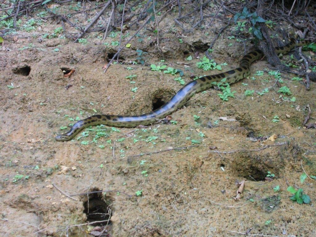 Большая анаконда Большое изображение анаконды