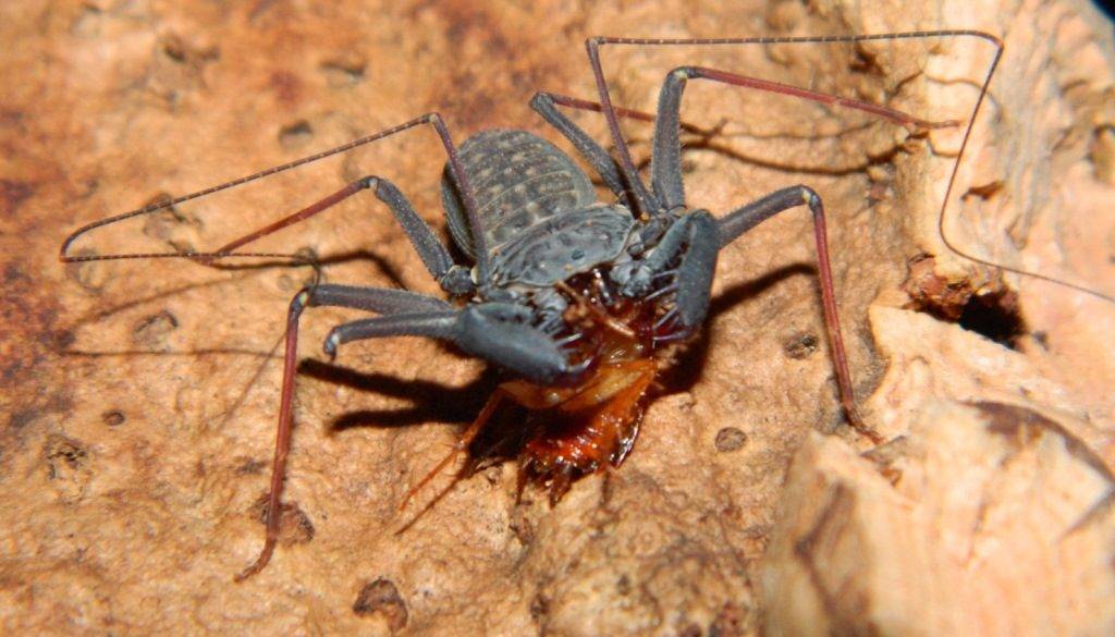 Что едят пауки фрины Что едят пауки фрины