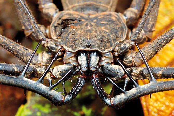 Damon medius Damon medius