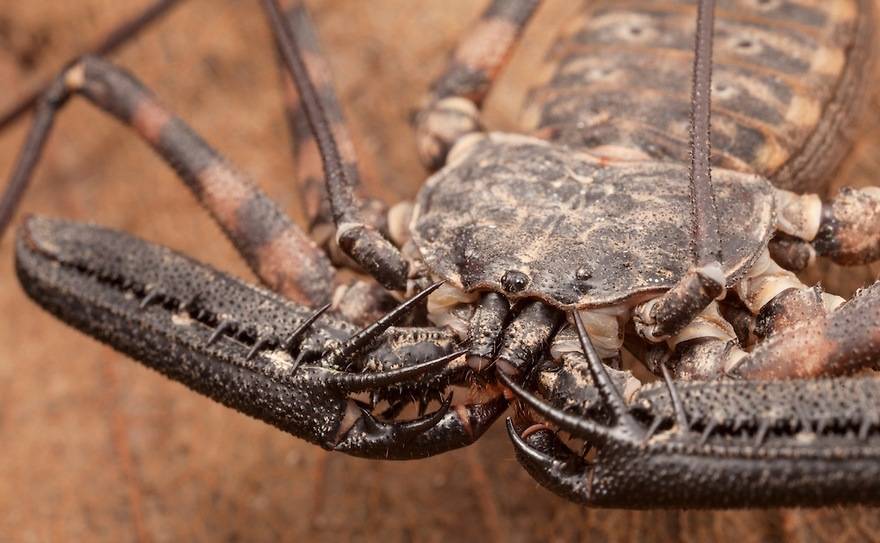 Damon variegatus Damon variegatus