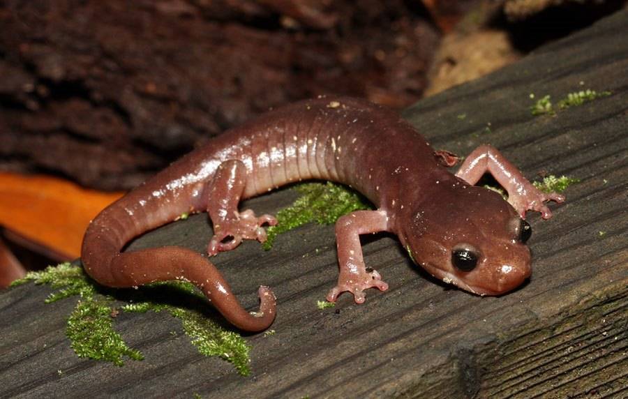 Древесная саламандра (лат. Aneides lugubris) Древесная саламандра (лат. Aneides lugubris)