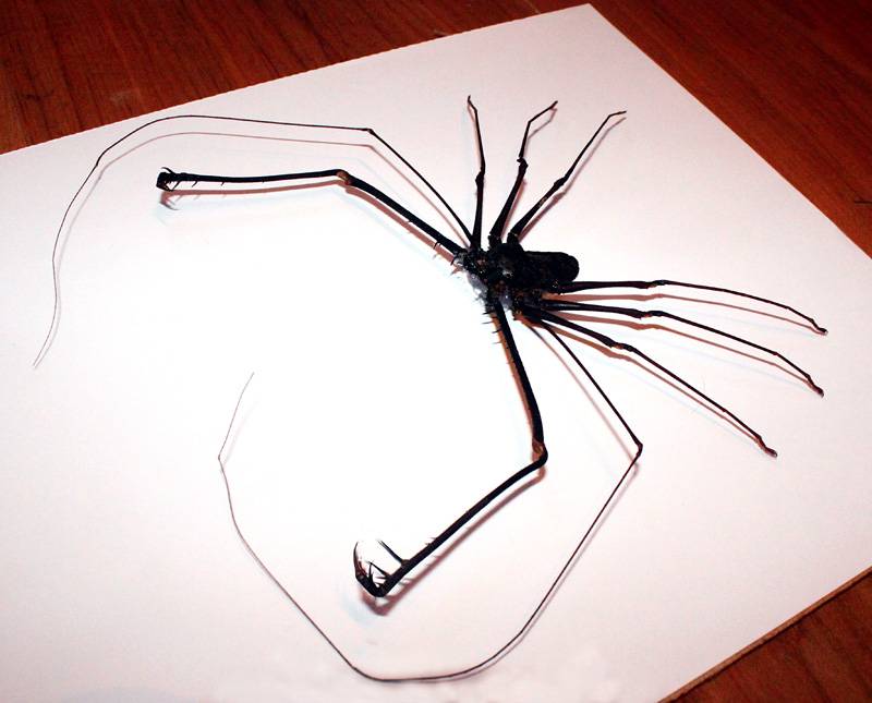 Фрин Charon grayi Фрин Charon grayi фото