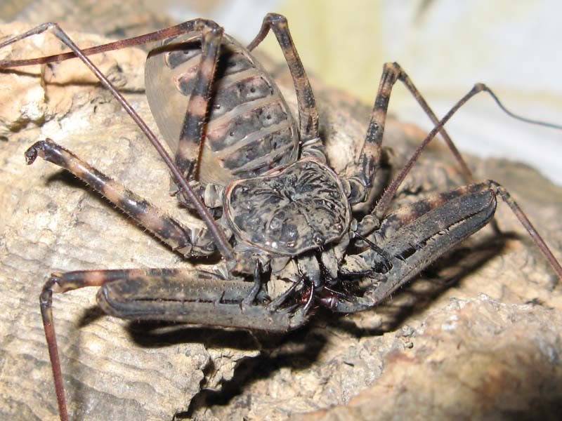 Фрин Charon grayi Фрин Charon grayi