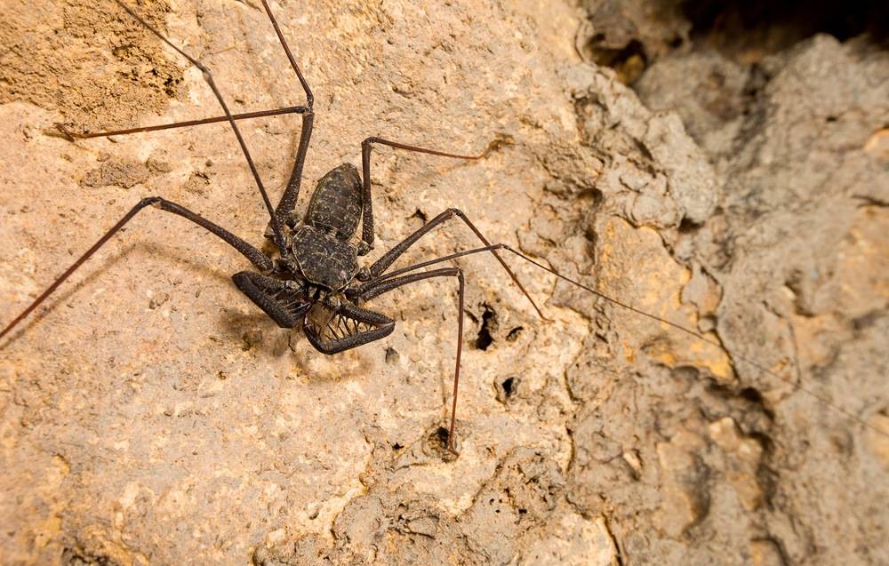 Фрин Phrynus longipes Фрин Phrynus longipes фото