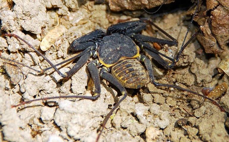Фрин Phrynus marginemaculatus Фрин Phrynus marginemaculatus фото