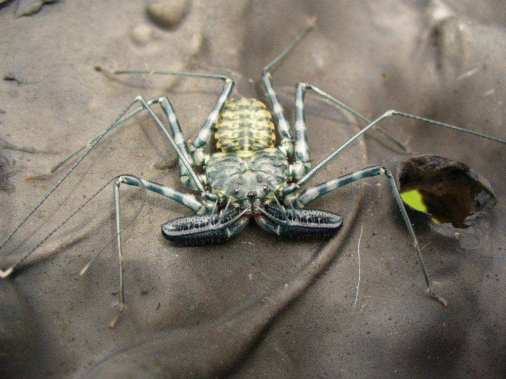 Фрин изменчивый Фрин изменчивый