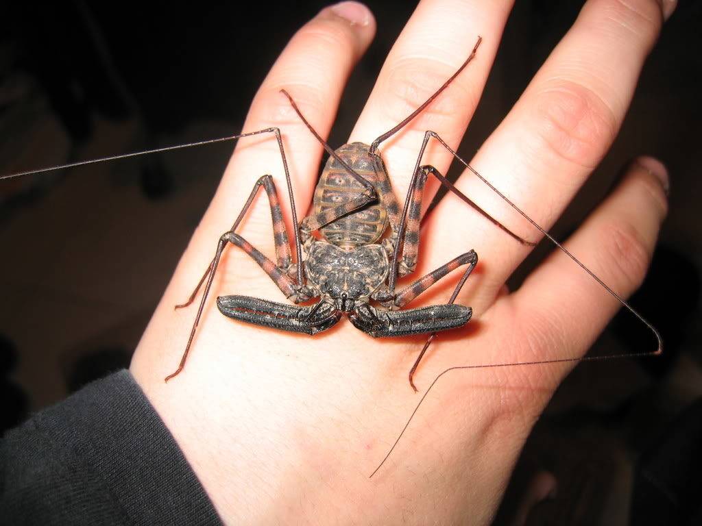 Фрин изменчивый (лат. Damon variegatus) Фрин изменчивый (лат. Damon variegatus) фото