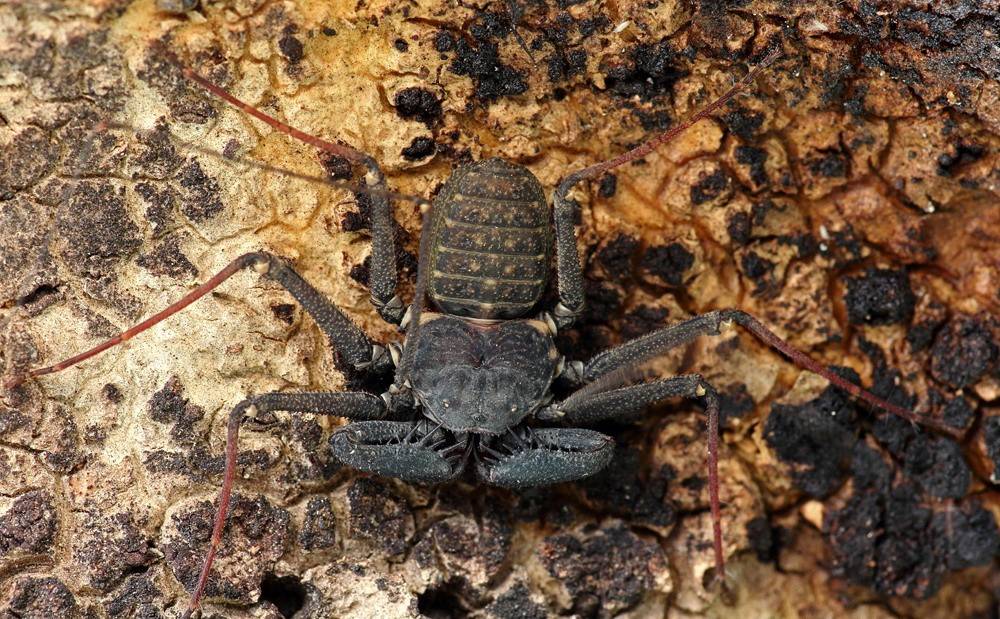 Фрин самец Phrynus marginemaculatus Фрин самец Phrynus marginemaculatus