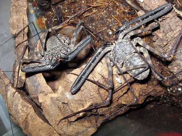 Фрины - самец справа, самка слева Фрины фото - самец справа, самка слева