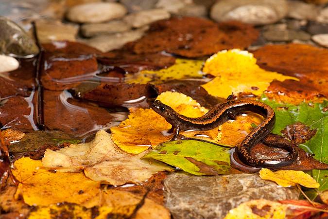 Где живет саламандра Где живет саламандра