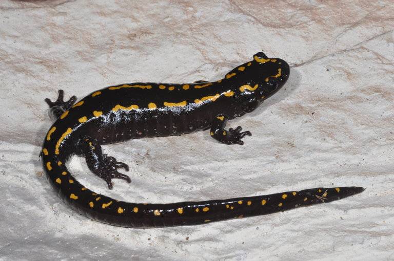 Кавказская саламандра (лат. Mertensiella caucasica) Кавказская саламандра (лат. Mertensiella caucasica)