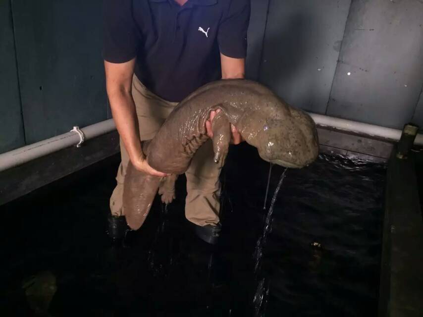 Китайская гигантская саламандра Китайская гигантская саламандра