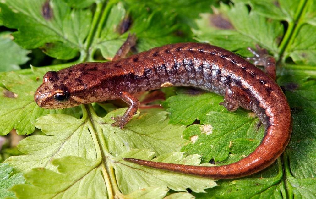 Малая саламандра (лат. Desmognathus wrighti) Малая саламандра картина (лат. Desmognathus wrighti)