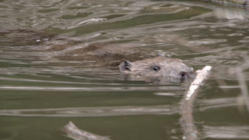 обыкновенный-бобр-в-воде