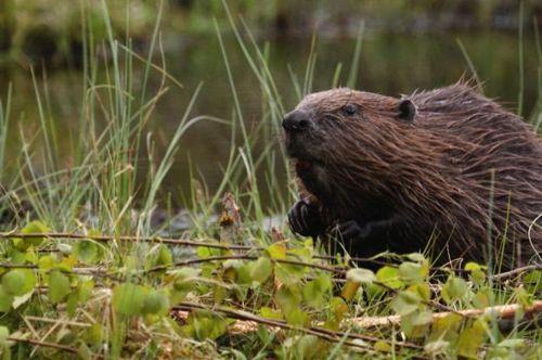 обычный-или-евразийский-бобр