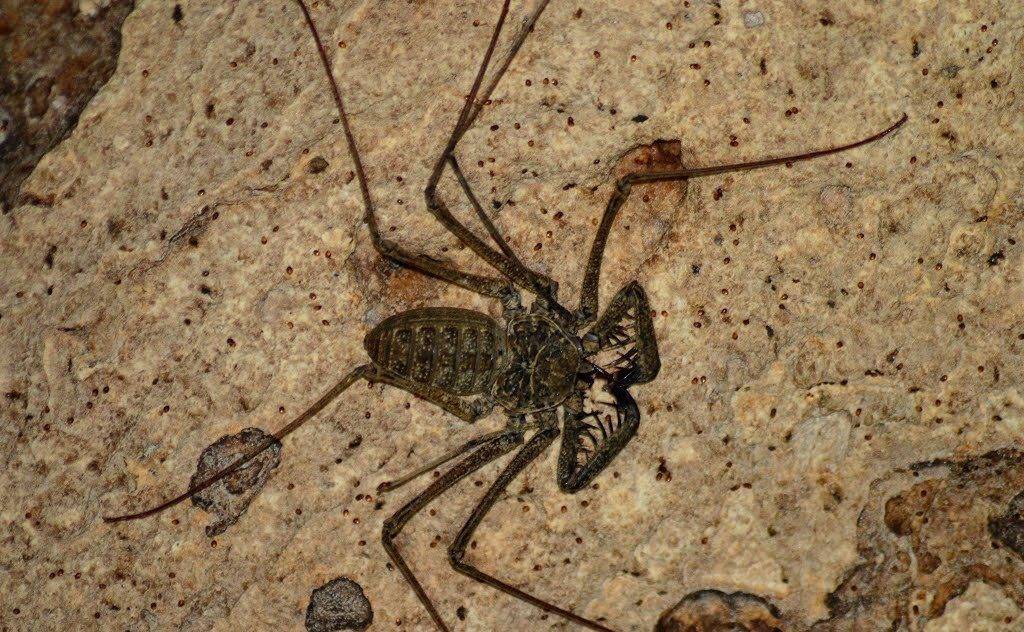 Паук фрин Phrynus longipes Паук фрин Phrynus longipes