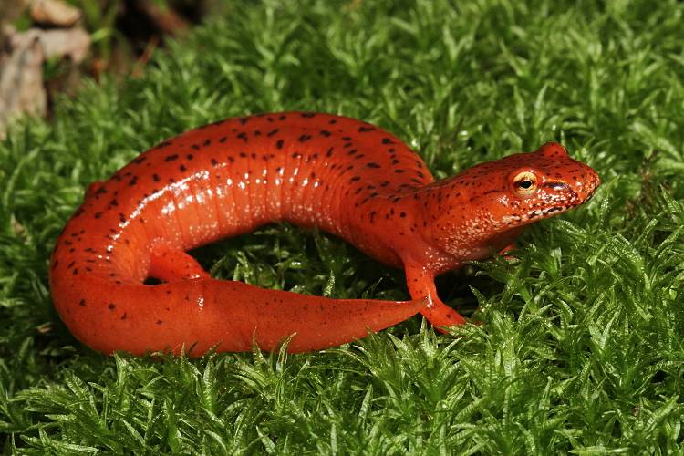 Весенняя саламандра (лат. Gyrinophilus porphyriticus) Весенняя саламандра (лат. Gyrinophilus porphyriticus)