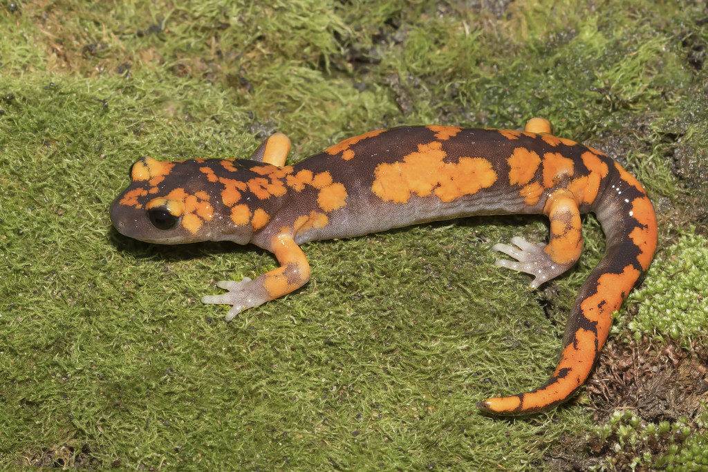 Тихоокеанская саламандра (подвид Ensatina eschscholtzii platensis) Тихоокеанская саламандра (подвид Ensatina eschscholtzii platensis) фото