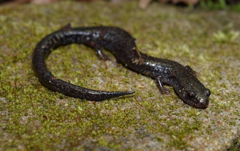 Тонкая саламандра (лат. Plethodon richmondi) Тонкая саламандра (лат. Plethodon richmondi)