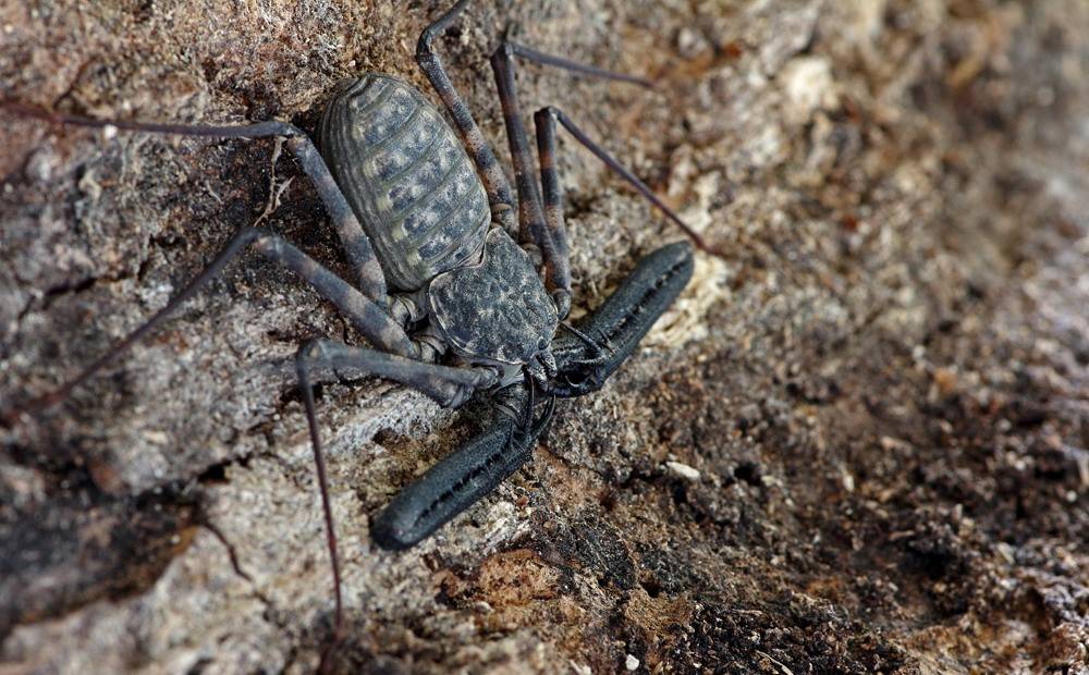 Жгутоногий паук Damon diadema Жгутоногий паук Damon diadema