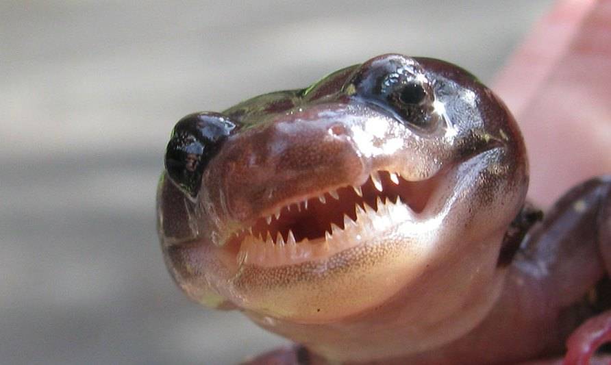 Три зуба саламандры Три зуба саламандры