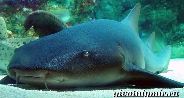 Акула-нянька-Образ-жизни-и-среда-обитания-акулы-няньки-4