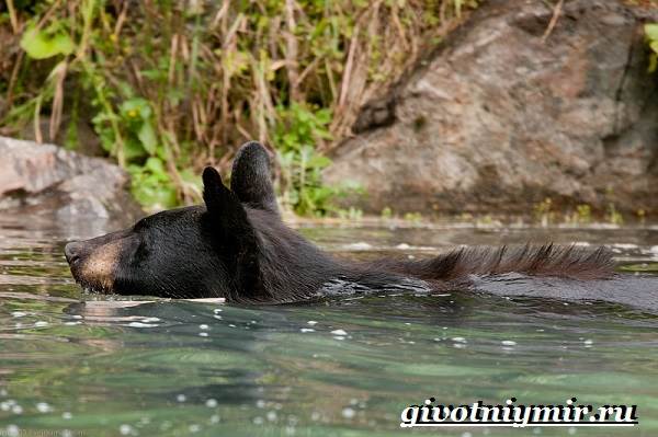Барибал-медведь-Образ-жизни-и-среда-обитания-медведя-барибала-5