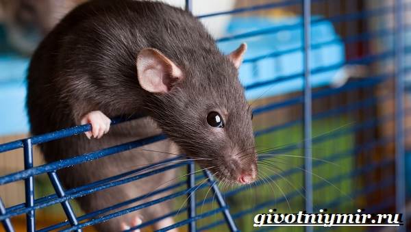 Дамбо-крыса-Дамбо-крыса-образ жизни и среда обитания-7