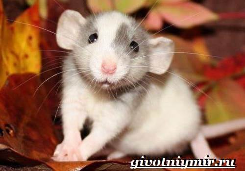 Дамбо-крыса-Дамбо-крыса-образ жизни и среда обитания-8