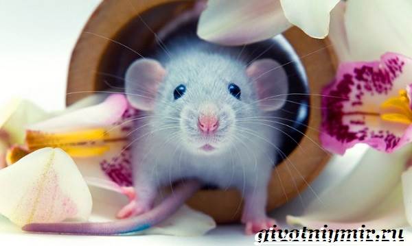 Дамбо-крыса-Дамбо-крыса-образ жизни и среда обитания-9