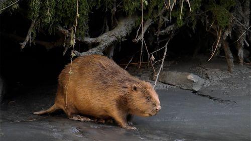 евразийский-бобр