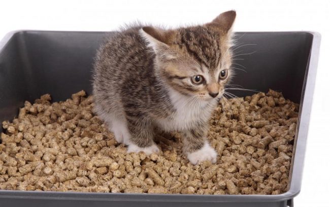 Как приучить котенка ходить в лоток