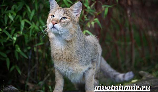 Образ жизни и среда обитания камышового кота-8