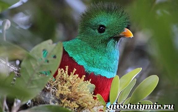 Квезаль-птица-Образ-жизни-и-среда-обитания-птицы-квезаль-4