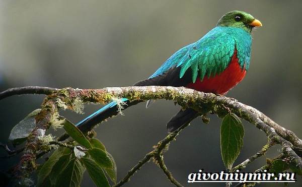 Квезаль-птица-Образ-жизни-и-среда-обитания-птицы-квезаль-7
