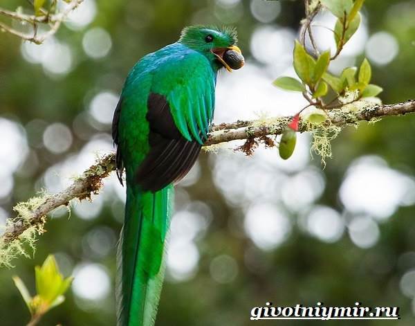 Квезаль-птица-Образ-жизни-и-среда-обитания-птицы-квезаль-8