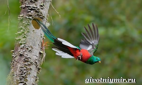 Квезаль-птица-Образ-жизни-и-среда-обитания-птицы-квезаль-9