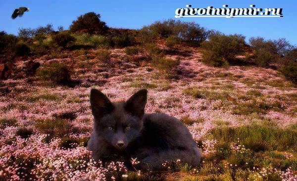 Silver fox-образ жизни-и-среда обитания-silver fox-4