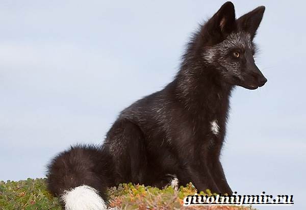 Silver fox-образ жизни-и-среда обитания-silver fox-5