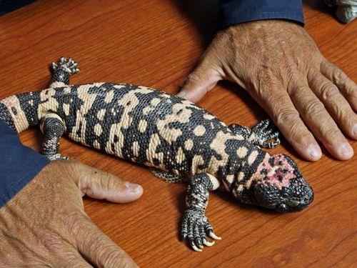 мертвый аризонский ядозуб