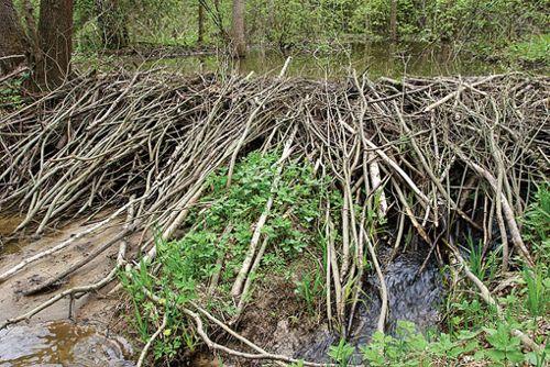 плотина-обыкновенного-бобра